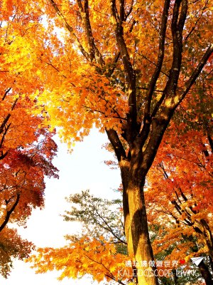 Travel_Japan_Hakkaido_Hakodate_Goryokaku_Park_Autumn_Maple_Red_Leaves_秋天_紅葉_日本_北海道_旅遊_五稜郭
