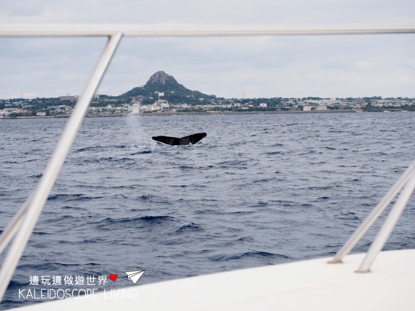 Travel_Must_Do_Japan_Okinawa_Winter_Onna_Whale_Watching_ホエールウォッチング恩納沖縄