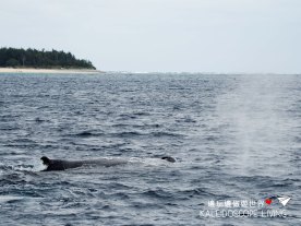 Travel_Must_Do_Japan_Okinawa_Winter_Onna_Whale_Watching_ホエールウォッチング恩納沖縄