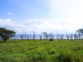 Kenya Safari Must Visit Lake Nakuru National Park 非洲肯亞