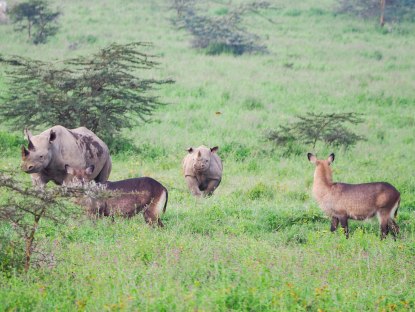 Kenya Safari Must Visit Lake Nakuru National Park 非洲肯亞