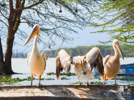 Travel Kenya Lake Naivasha Crescent Island Game Sanctuary 肯亞奈瓦沙湖