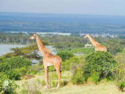 Travel Kenya Lake Naivasha Crescent Island Game Sanctuary 肯亞奈瓦沙湖