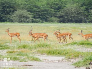 Must Travel Kenya Safari Holiday in Amboseli National Park with Mount Kilimanjaro Masai Gazelle