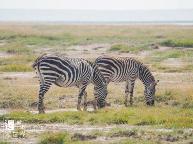 Must Travel Kenya Safari Holiday in Amboseli National Park with Mount Kilimanjaro Masai Zebras
