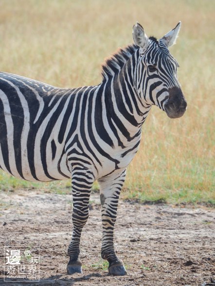 Must Travel Kenya Safari Holiday in Amboseli National Park with Mount Kilimanjaro Masai Zebras