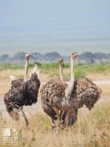 Must Travel Kenya Safari Holiday in Amboseli National Park with Mount Kilimanjaro Masai Ostrich